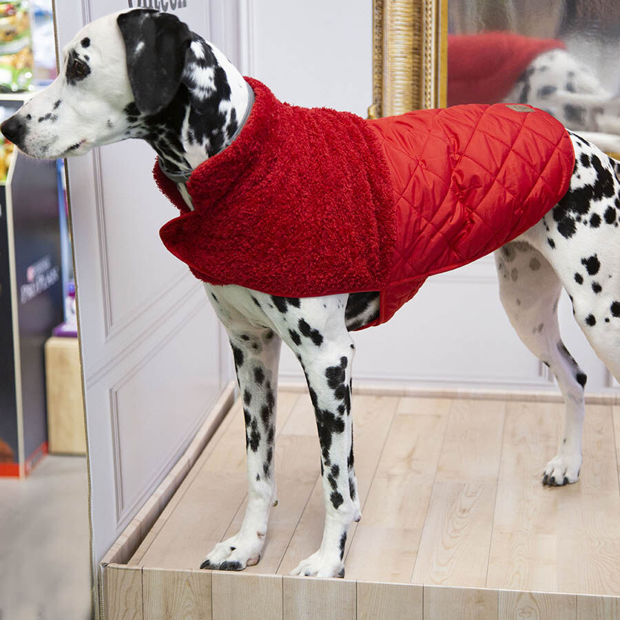 Outech Bi-Texture Abrigo Rojo para perros, , large Imagen numero 2